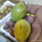 لوز بجلي بيذام