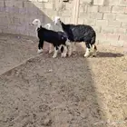 نجديه حدرها توم خروف ورخل سن سدس ديد سلم عمر عيالها شهرين
