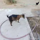 ماعزقزمي