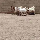 جفار العدد2 معهن تيس 1 سليمات من جميع العذاريب
