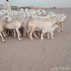 ضان حريات حرش صنف الصنف 45تحتها1