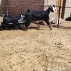 عنز عارضيه حدرها جفر عمره شهر ونص السن بداية سدس