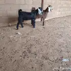جفار العدد 2 توم عمارهن 4 شهر سليمات من اي مرض