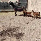 عنز شاميه والد توم جفار عمرهم شهر روم