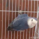 طيرو روز عرض خاص اليوم الوطني