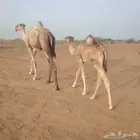 قعود للبيع العمر 4شهور