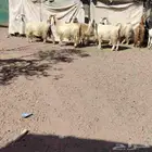 معزه العدد 8 سن وحده ثانيه ول باقي بداية سدس مضاريع 7