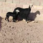 نجديه حدرها رخله سن ثنيه ديد سلم عمر الرخل شهر