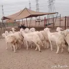 رخال حريات حرش دفييع مراح وحده 16راس مقاني