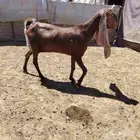 عنز حجازيه ديد سلم