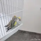 زوج روز
