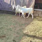 معزه العدد 2 سن رباع. ديد سلم وحده مضرع عل فحص