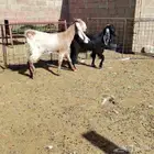 جفار عارضيه خصم والثانية مشروكه صنف الصنف