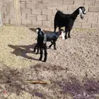 عنز عارضه حدرها 3 جفره وتيسين عمر عيالها 20 يوم سن وديد سلم