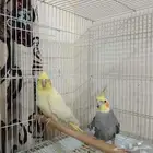 Cocktail parrots for sale