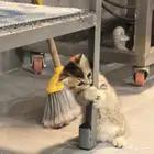 قط برتش منشكن شورت هير(تم البيع) British minchkin short hire