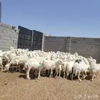 للبيع غنم سرحه نضيفه ودفيع ضان حريات حرررش 75 بفحوله 2