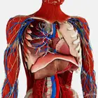 محاضرة علم التشريح