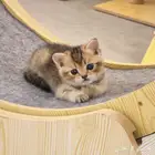 قط برتش شورت هير للبيع British sort hire NY24