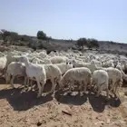 للبيع ضان حرش مراح واحد وسم واحد العدد100 فحولها 3