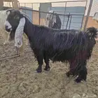 عنز عارضيه