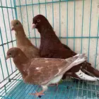 حمام سوري
