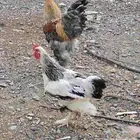 ديوك براهما للبيع