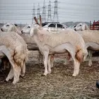 رخال جدعات اعمار 7 إلى 8 أشهر