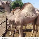 قعدان ذبح فل الفل