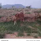 عجل ذكر