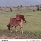 بقر رعويات