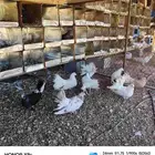 للبيع حمام شماسي وباكستان منتج شرط صحه الموقع طبرحل