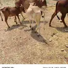 حسلان تربيه