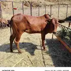 خبيش مغنا رعويات