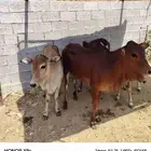 حسايل تأسيس مراح او ذبح