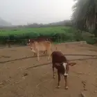 حسلان البيع