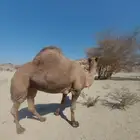 بعير على جميع الشروط مع أنتاجه