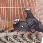 جوز صنعاوي شيبة معهم فرخ