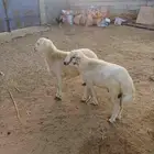 خرفان للبيع