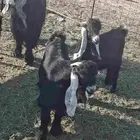 تيوس عوارض معرفات