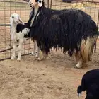 غنم نجد طيبه