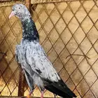 جوز سهران بوري فاخر