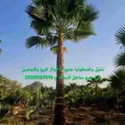 نخل واشنطني نخل ملوكي ثيل طبيعي للبيع