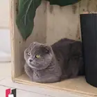 انتاج قريب قطط منشكن سكوتش بريتش فولد LeBrad Cattery