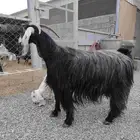 عنز عارضيه صنف فاخره تم البيع تم البيع