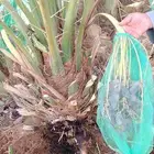 جثايث نقايل نخل للبيع جميع الأنواع