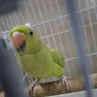 بغبغاء الدره متو