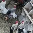 ديوك للبيع نجدي