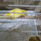 ذكر كناري منتج ومغرد