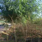 اجمل النباتات والأشجار داخل المدينه المنوره